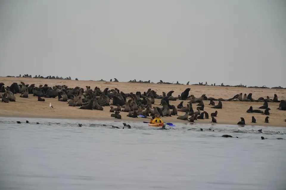 k-2017-09-06aBootstourWalvisBay108.JPG