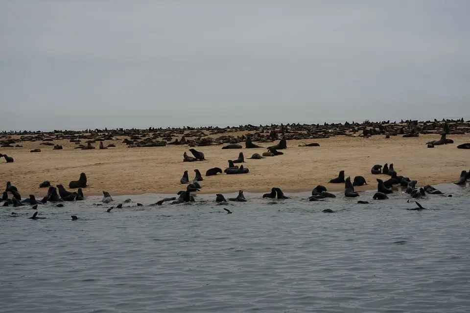 k-2017-09-06aBootstourWalvisBay112.JPG