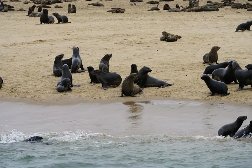k-2017-09-06aBootstourWalvisBay120.JPG