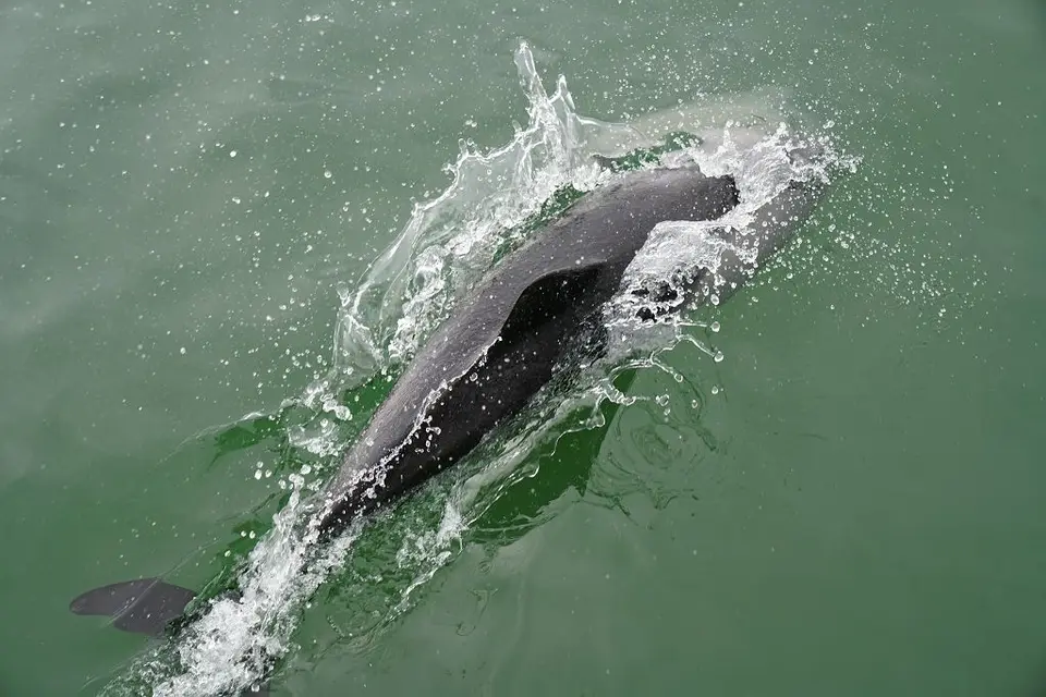 k-2017-09-06aBootstourWalvisBay189.JPG