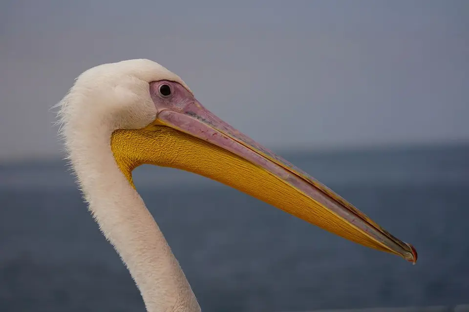 k-2017-09-06aBootstourWalvisBay211.JPG