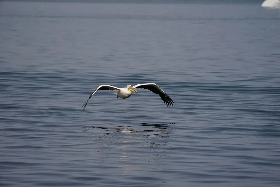 k-2017-09-06aBootstourWalvisBay232.JPG