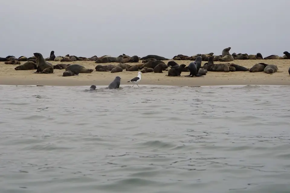 k-2018-05-21aWalvisBayKajakmitRobben061.JPG