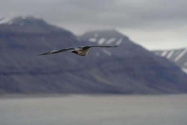 k-2018-08-02aTempelfjordGletscherTunabreen08.JPG