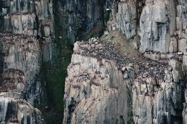 k-2018-08-07cVogelklippenAlkefjellte-Lummenberg18.JPG