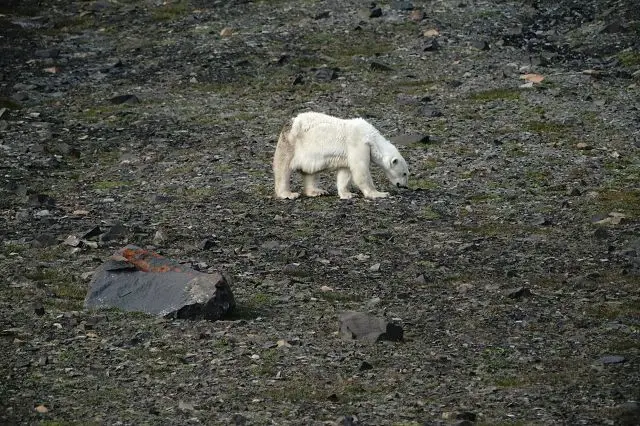 k-2018-08-08bEisbär045.JPG