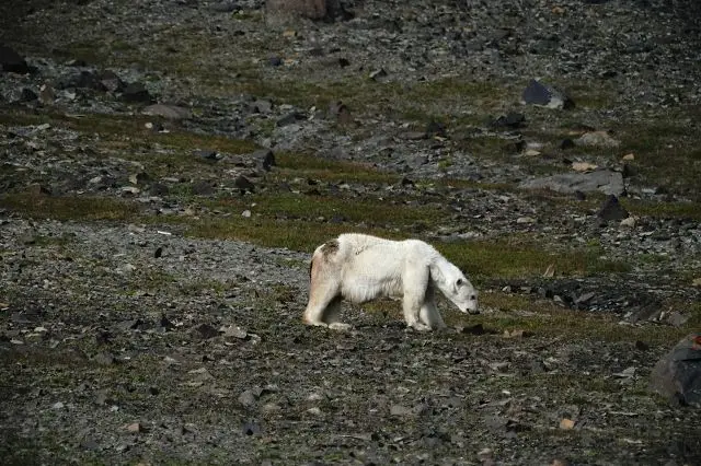 k-2018-08-08bEisbär050.JPG
