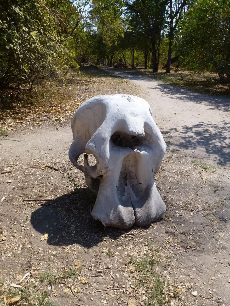 P1100536.jpg