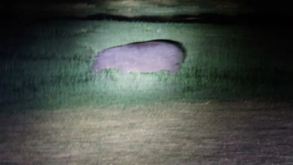 hippo.jpg