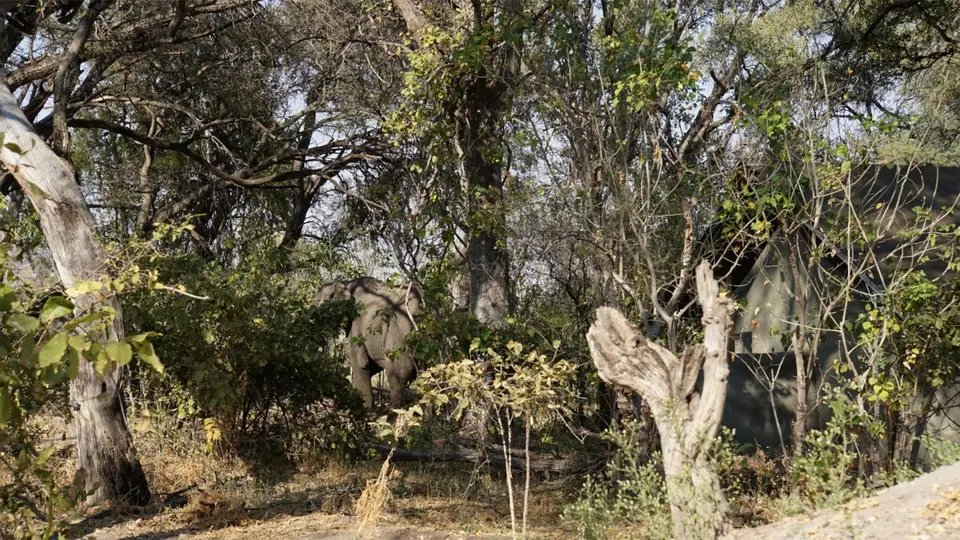 machaba-2.jpg