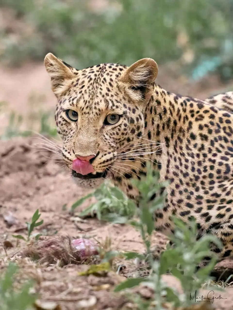 20250816_175346__8166598.jpg