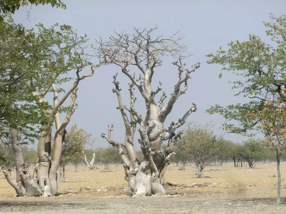 CIMG6848.JPG