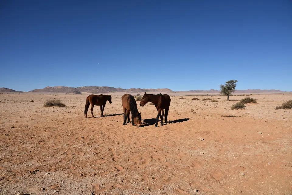 DSC_0598.JPG