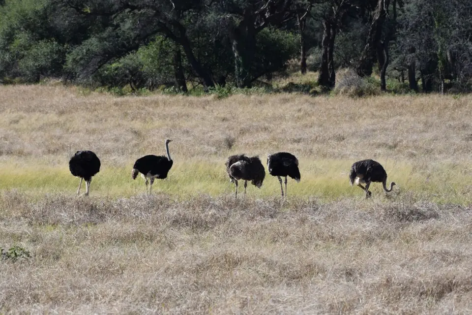 Namibia_2017_00001-2-3-4-5.jpg