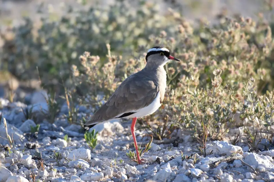 Namibia_2017_00002-2-3.jpg