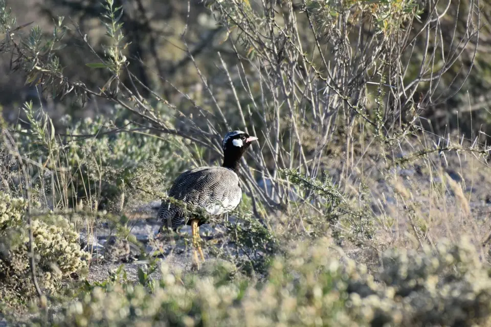 Namibia_2017_00003-2-3-4.jpg