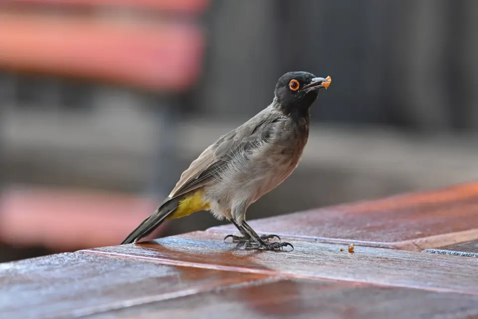 Namibia_2017_00004.jpg