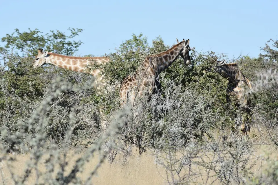Namibia_2017_00006-2-3-4.jpg