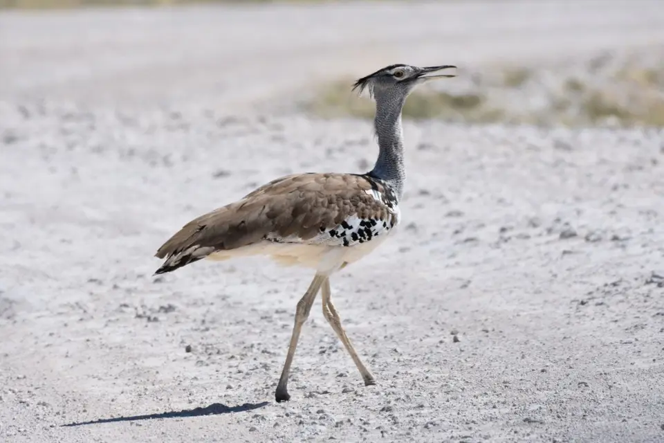 Namibia_2017_00007-2-3.jpg