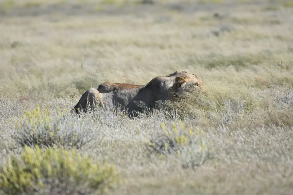 Namibia_2017_00008-2-3-4-5-6-7.jpg