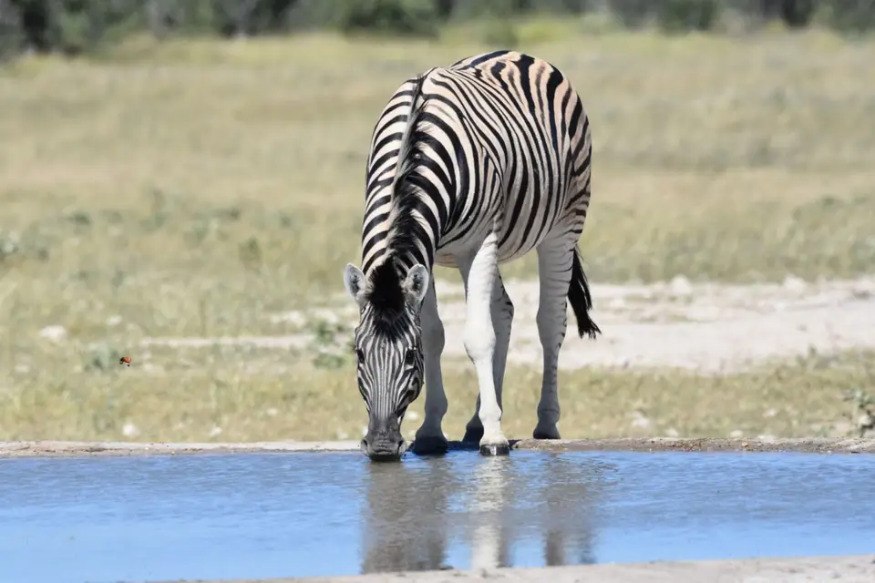 Namibia_2017_00017.jpg