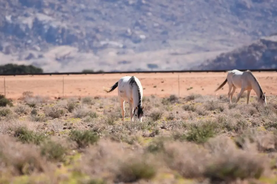 Namibia_2018_Teil_3_00014.jpg