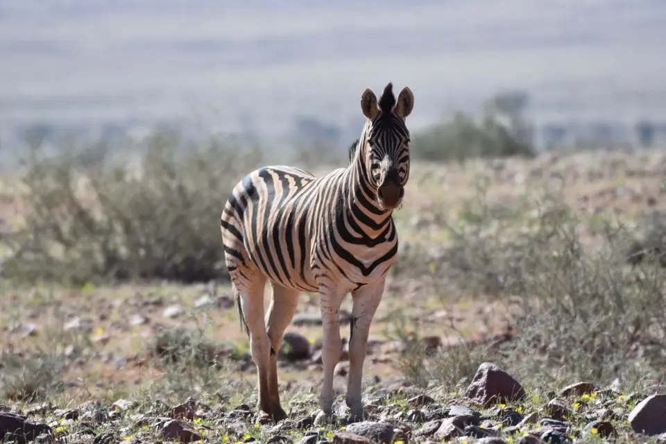 Namibia_2018_Teil_4_00013.jpg