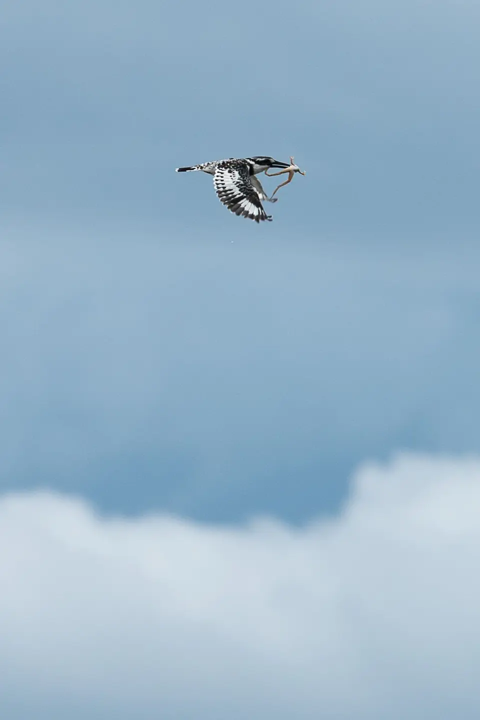 _DSC8800.jpg