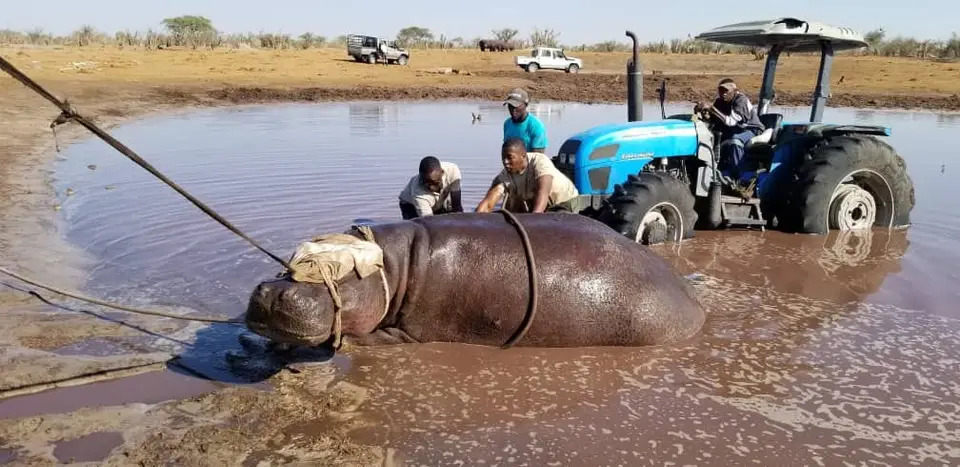 ElephantSandshippo.jpg