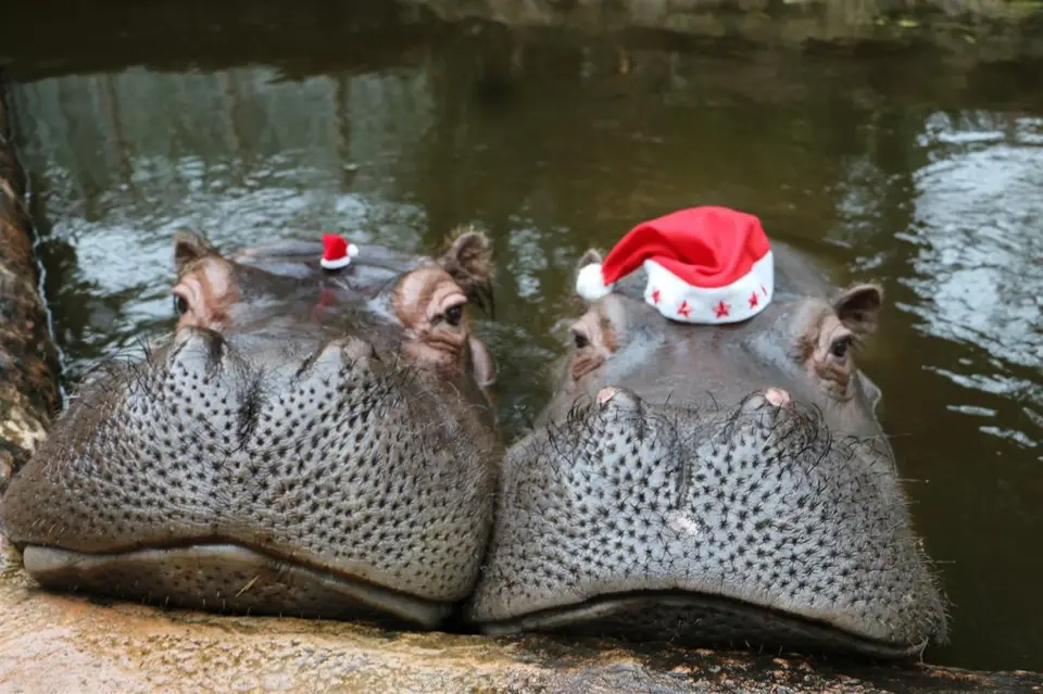 Flusspferde-Weihnachten.jpg