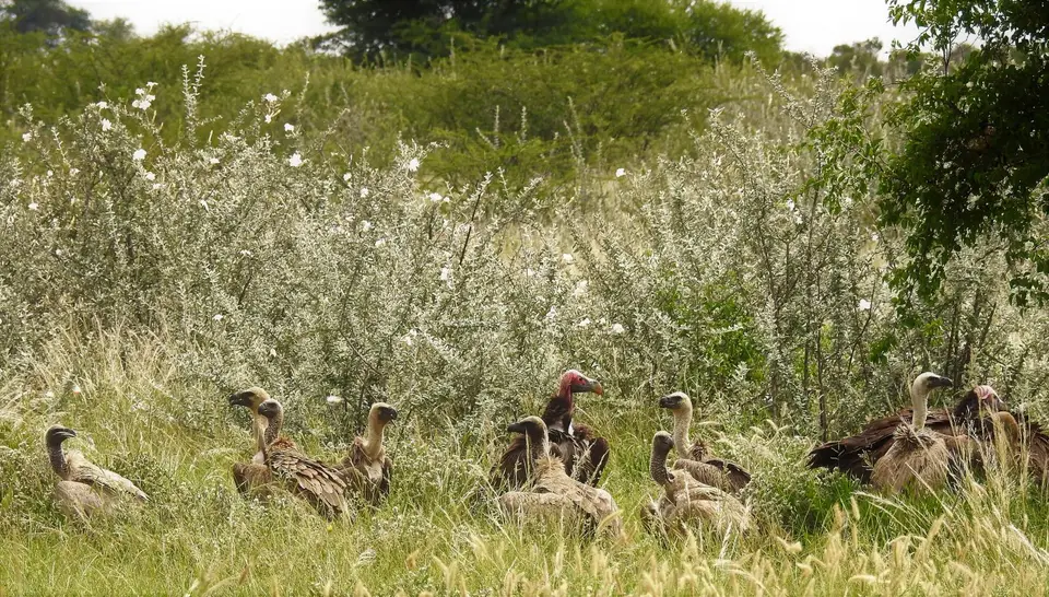 PhokojePanvultures.JPG