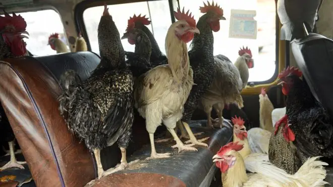 chicken.jpg