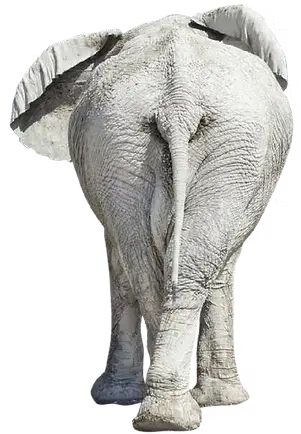 ELi-Back.png