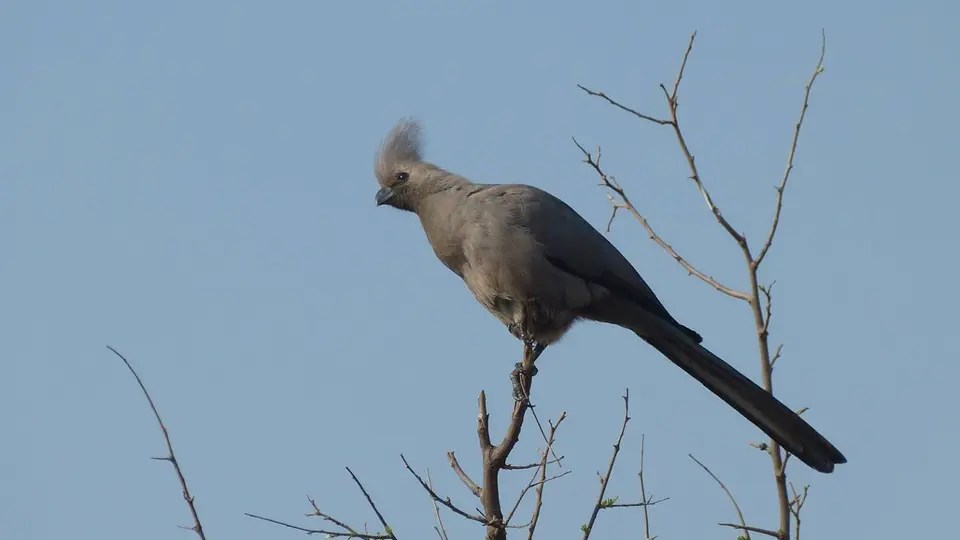 MaritaneBird.jpg