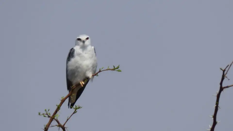 MaritaneBird2.jpg