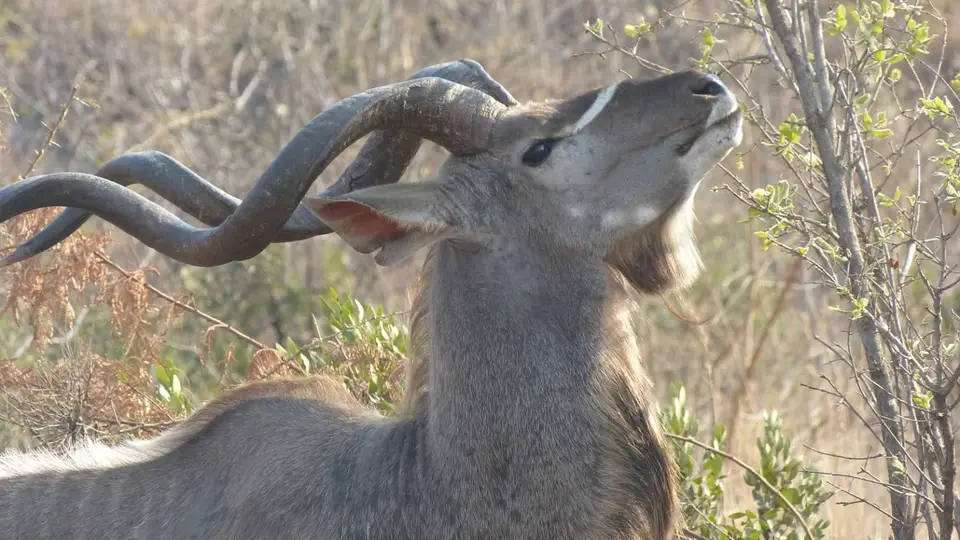 MaritaneKudu.jpg