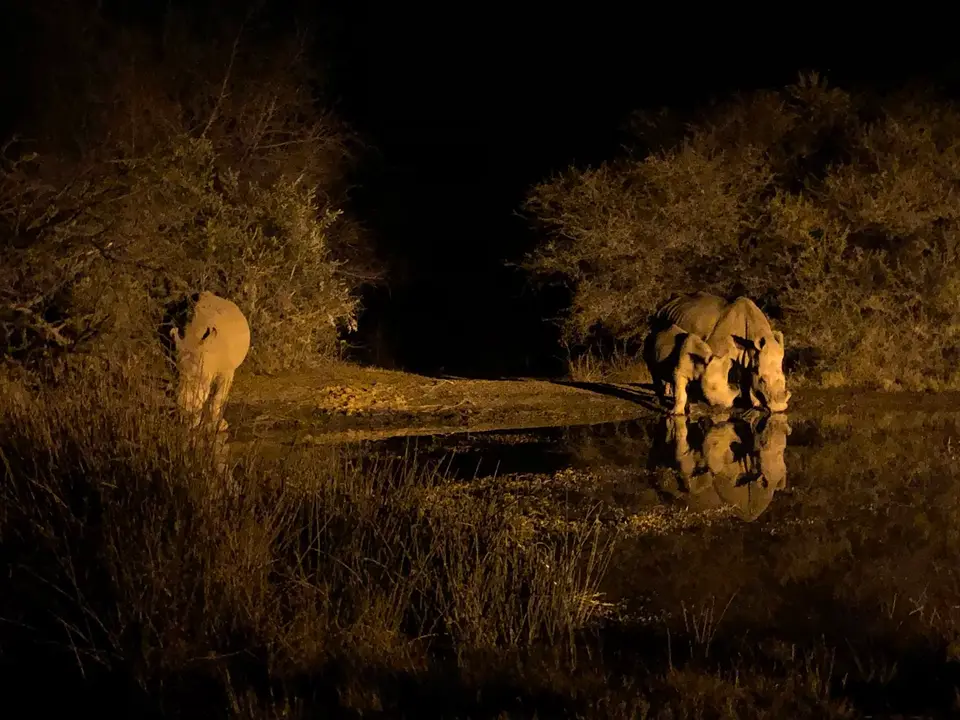 MaritaneRhino1.jpg