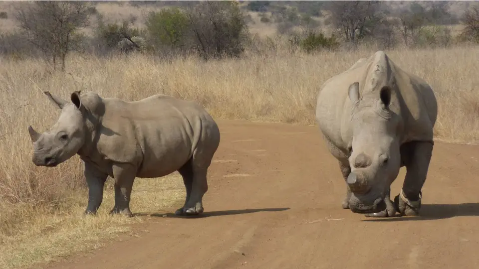 MaritaneRhino4.jpg