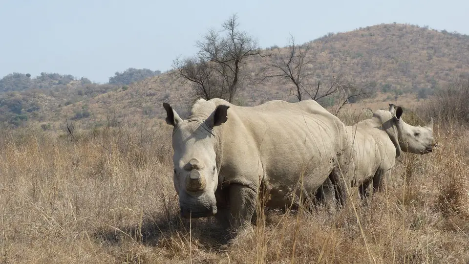 MaritaneRhino5.jpg