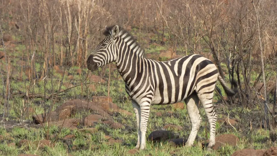 MaritaneZebra.jpg