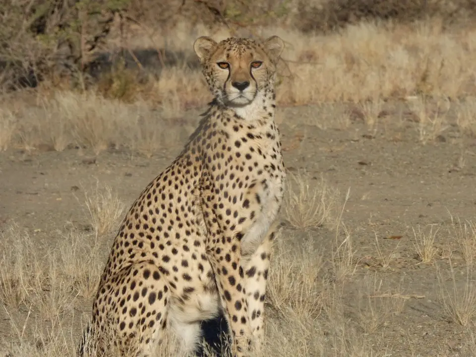 Namib_051_sm.jpg