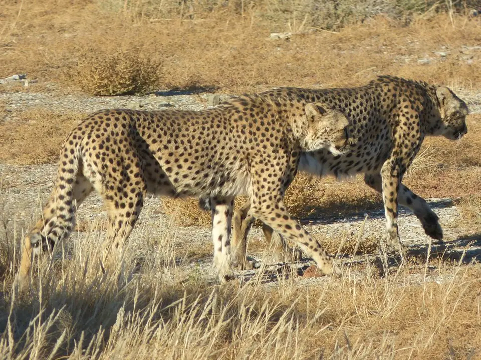 Namib_054_sm.jpg
