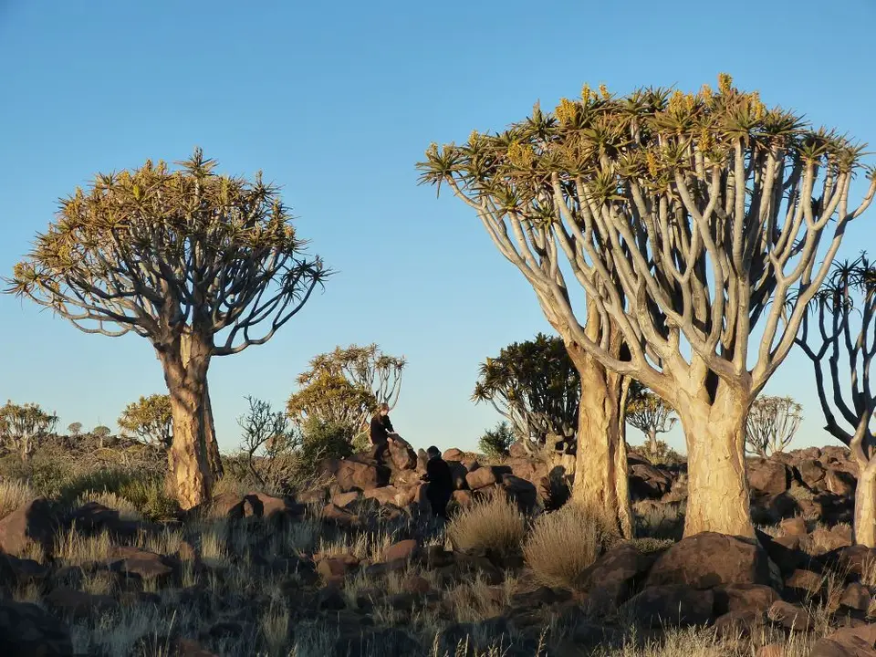 Namib_060c_sm.jpg