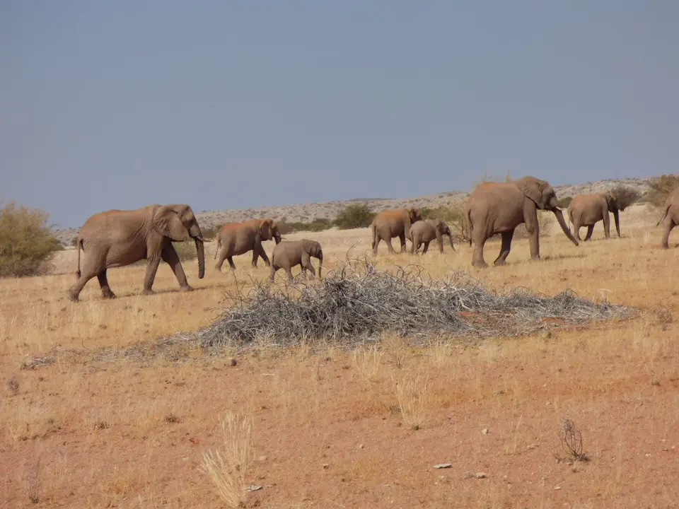 Namib_236_sm.jpg