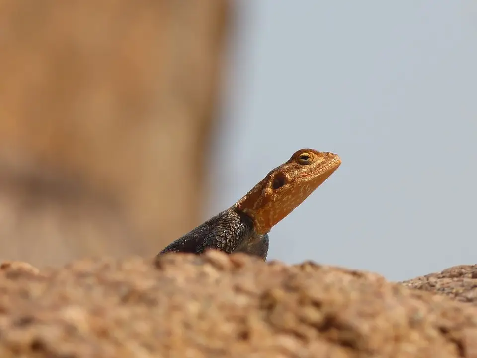 Namib_255_sm.jpg
