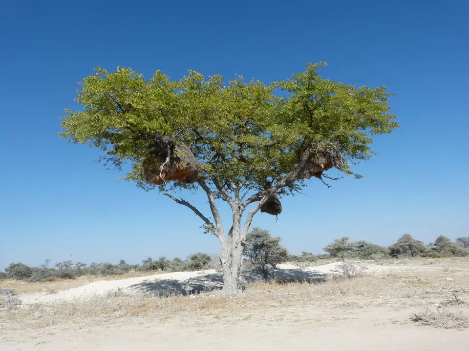 Namib_290_sm.jpg