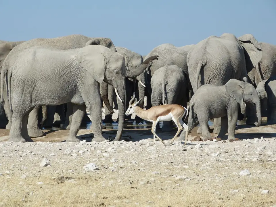 Namib_308a_sm.jpg
