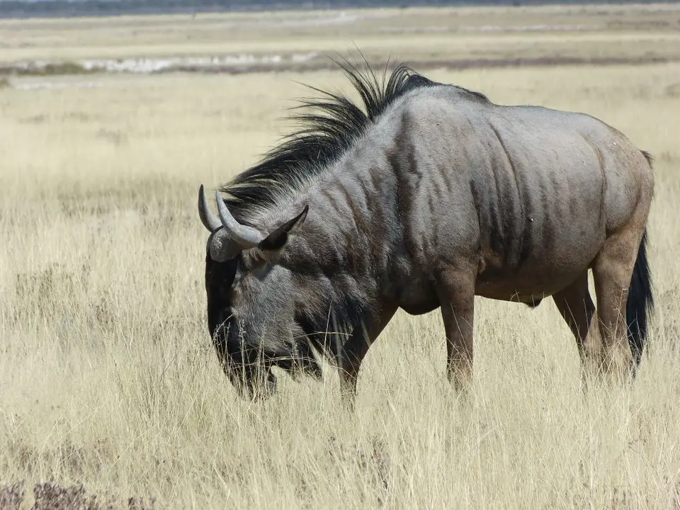 Namib_309_sm.jpg