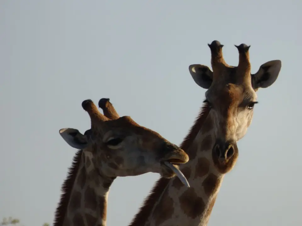 Namib_313d_sm.jpg