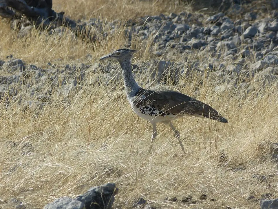 Namib_336_sm.jpg